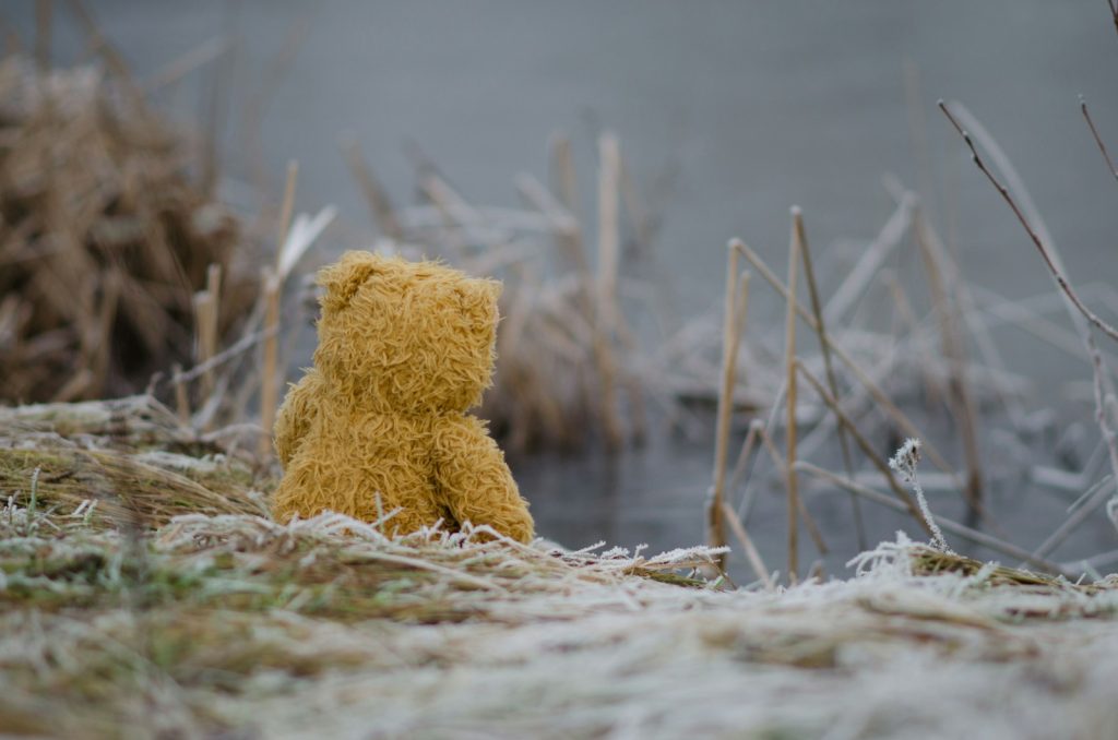 bear plush toy on grass