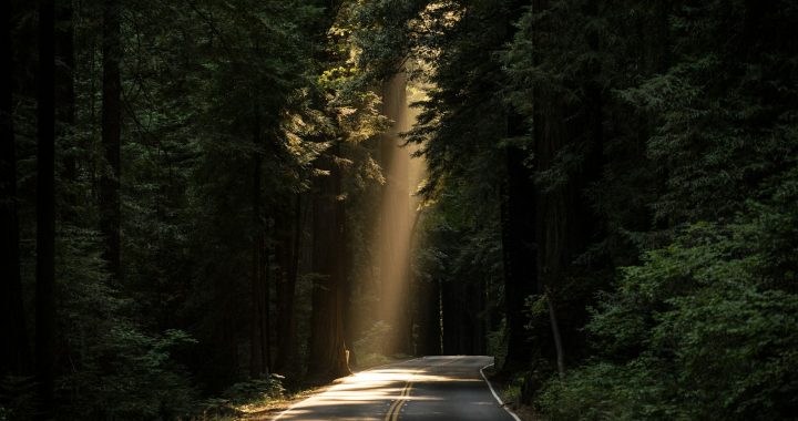 empty concrete road covered surrounded by tall tress with sun rays